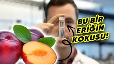 Bilim İnsanları, Kokuyu "Işınlamayı" Başardı: Peki Iyi mi? 6 Bilim İnsanları, Kokuyu "Işınlamayı" Başardı: Peki Nasıl?