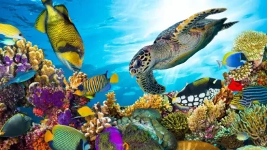 Google, Mercanları Kurtarmak İçin Yapay Zekâyı Kullanacak 18 Google, Mercanları Kurtarmak İçin Yapay Zekâyı Kullanacak