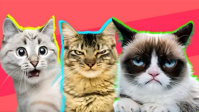 Kedilerin Ne Hissettiğini Yapay Zekâ Anlayabiliyor! 1 Kedilerin Ne Hissettiğini Yapay Zekâ Anlayabiliyor!