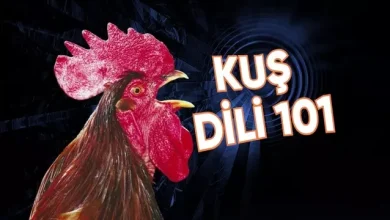 Yapay Zekâ ile Tavuk ve Horozların Sesleri Çeviri Edilecek 7 Yapay Zekâ ile Tavuk ve Horozların Sesleri Tercüme Edilecek