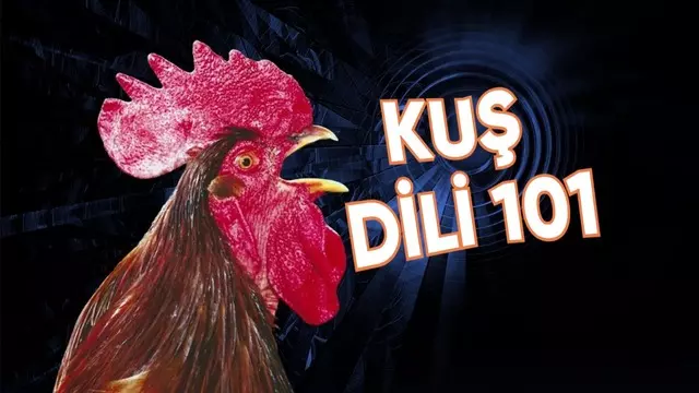 Yapay Zekâ ile Tavuk ve Horozların Sesleri Çeviri Edilecek 1 Yapay Zekâ ile Tavuk ve Horozların Sesleri Tercüme Edilecek