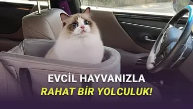 Evcil Hayvanla Seyahat Etmeden Önce Arabanızda Olması Gereken Ürünler