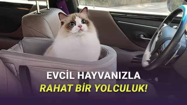 Evcil Hayvanla Seyahat Etmeden Önce Arabanızda Olması Gereken Ürünler